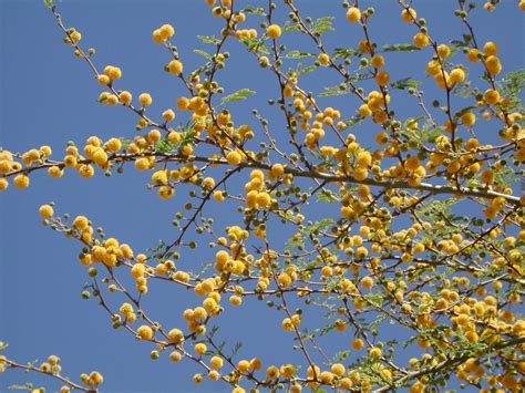 Acacia Farnesiana Vachellia Rare Mimosa Tree Bonsai Aroma