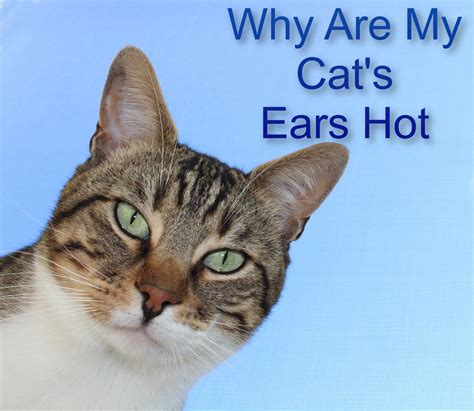 Why Are My Cats Ears Hot 7 Reasons Proudcatowners