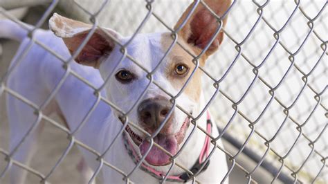 Animal Shelter Makes Plea For Dog Adoption