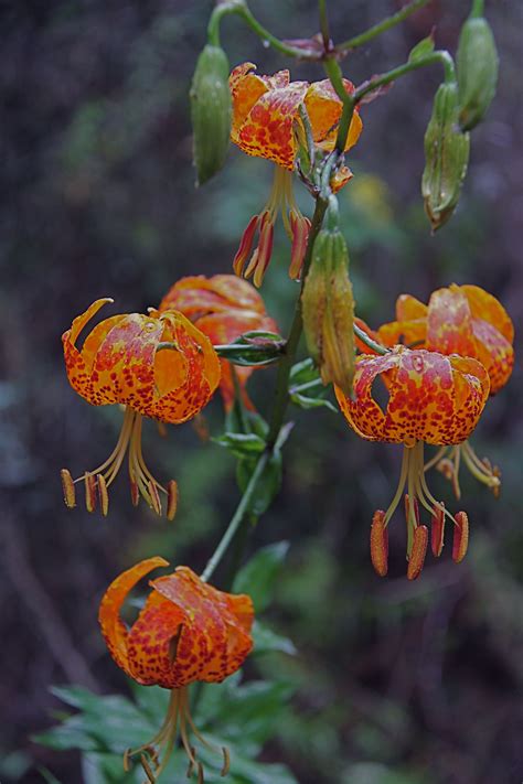 Humboldt Lilies Arroyo Hondo Preserve Petal Northern California Flowers