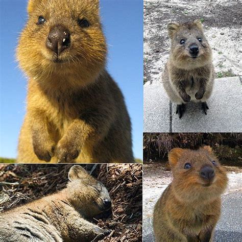 Meet The Quokka — The Happiest Animal Ever The Ojays