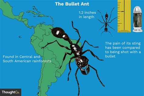 Bullet Ant Facts Habitat Predators Painful Sting