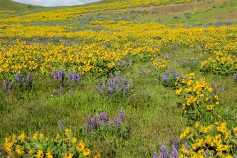 Wildflower Meadow With Native Plants Stock Image Image Of Balsamroot