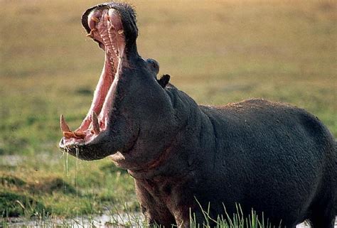 Bio Blogger Brasil Hipopótamo