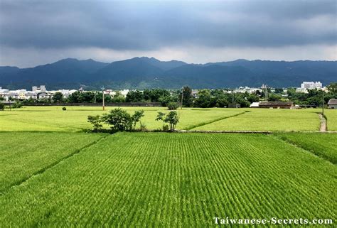 Miaoli Rice Field Taiwan Taiwanese Secrets Travel Guide
