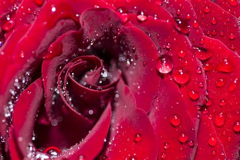 Red Rose Manu Ks Flickr