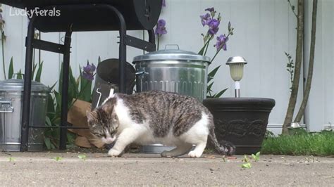 Feeding Feral Cats In The Backyard First Ever Video Of Stella And Boo