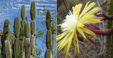 The flowers are short lived. Jasminocereus thouarsii (Candelabra Cactus) | World of ...