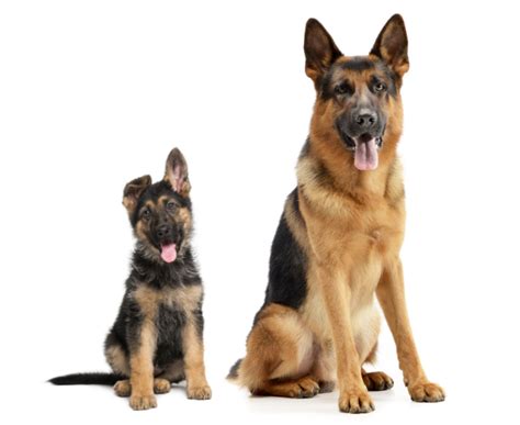 German Shepherd - Petsy Pet Insurance