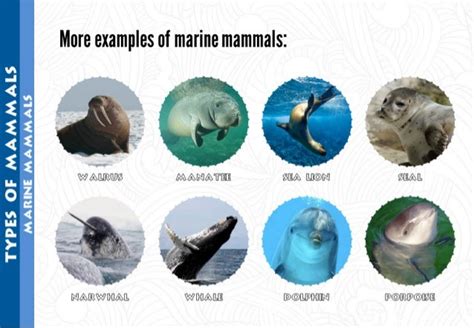 More Examples Of Marine Mammals