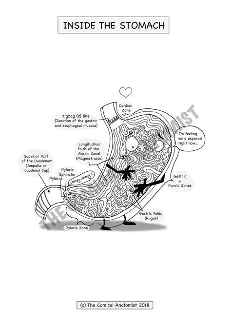 Digestive System Coloring Book Digital Download The Comical