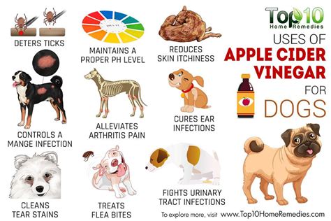 Top 10 Uses Of Apple Cider Vinegar For Dogs Top 10 Home Remedies