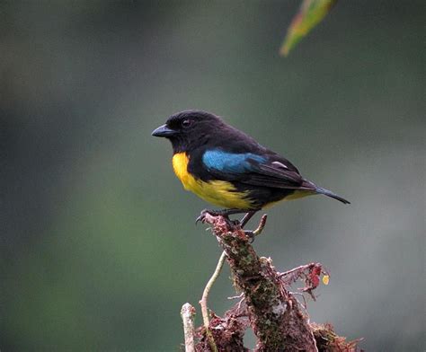 Check out this black and gold bird wedding cake and see more inspirational photos on theknot.com. Black-and-gold Tanager (Bangsia melanochlamys) Side view perched atop a dead tree (With images ...