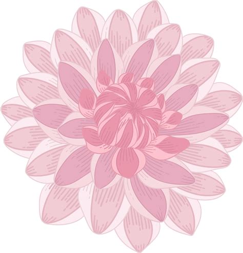 Pink Dahlia Flower Hand Drawn Illustration 10170566 Png