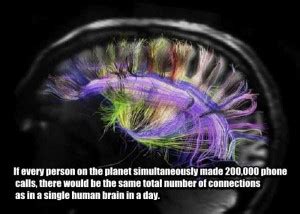 25 Things You Probably Didn T Know About The Human Brain 25 Photos