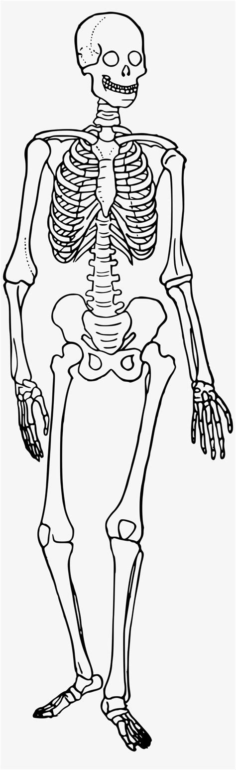 Anatomy Clipart Anatomy The Skeletal System Cartoon Sketon 42 OFF