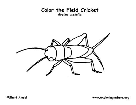 Cricket Coloring Nature