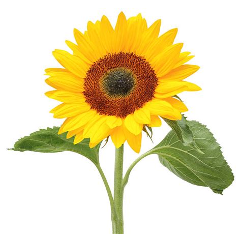 Royalty Free Single Sunflower Pictures Images And Stock Photos Istock