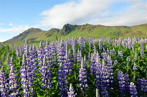 Lupini Fioriti In Islanda 2022