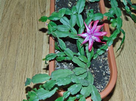 Easter Cactus Care How To Make It Flower For Years To Come Bob Vila