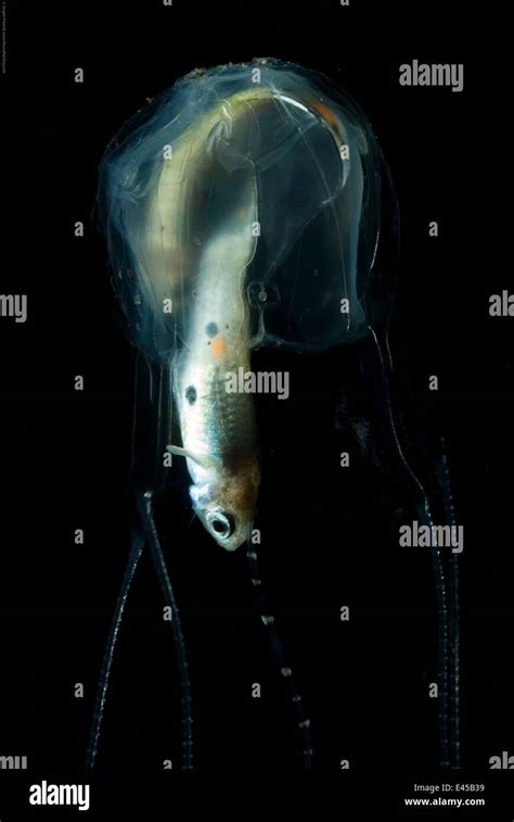 Box Jellyfish Prey Hi Res Stock Photography And Images Alamy