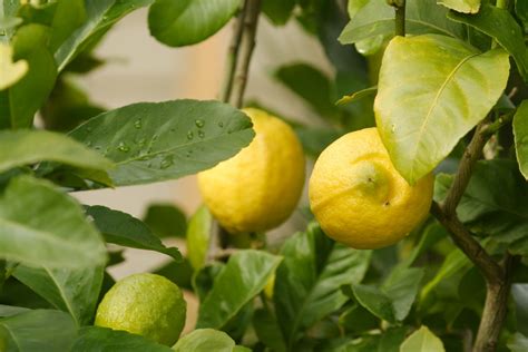 Eureka Lemon Sattva Nursery