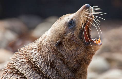 New Zealand Fur Sealkekeno New Zealand Marine Mammals