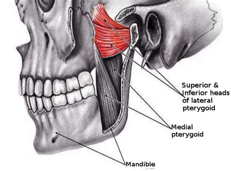 Anatomy Head And Neck Lateral Pterygoid Muscle Statpearls Ncbi