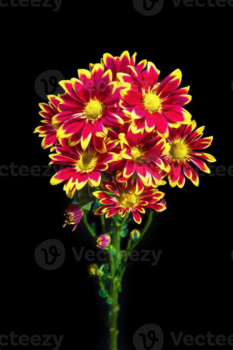 Fower 1346160 Stock Photo At Vecteezy