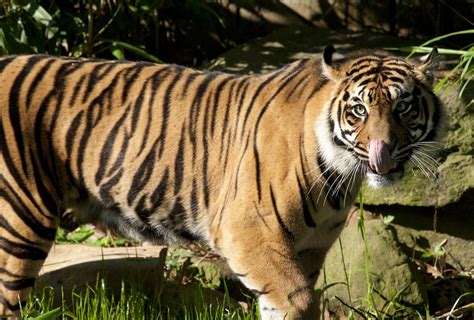 Damai A Two And A Half Year Old Female Sumatran Tiger Makes Her Debut