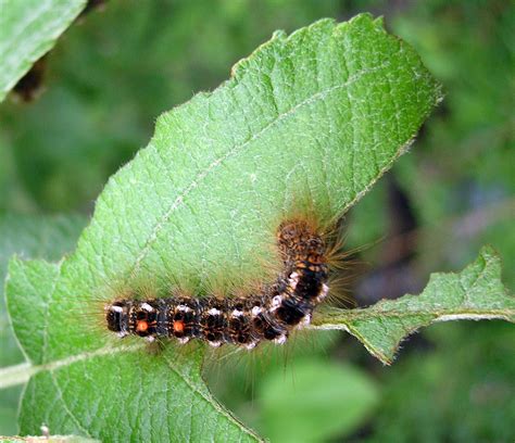 You can easily identify this furry caterpillar by the wide brown or orange band around its middle and black ends. Got Pests?