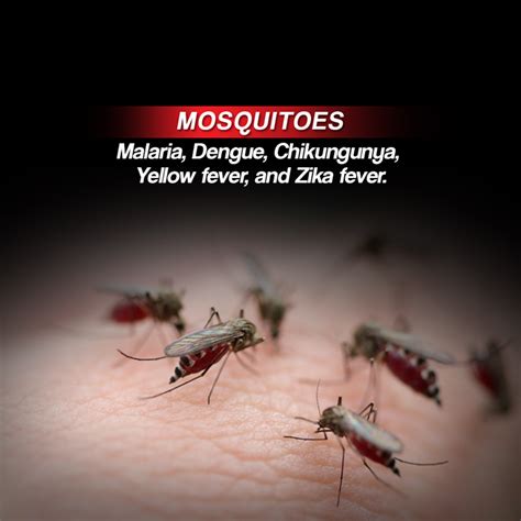 Mosquito Borne Diseases Or Mosquito Borne Illnesses Are Diseases Caused