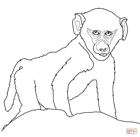Download Baboon coloring for free - Designlooter 2020 👨‍🎨