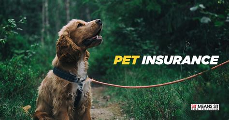 Should I Get Pet Insurance for My Dog? | Sit Means Sit Atlanta