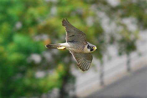 A review of leigh wood's portfolio. The wildlife of the North Somerset side of the Avon Gorge ...