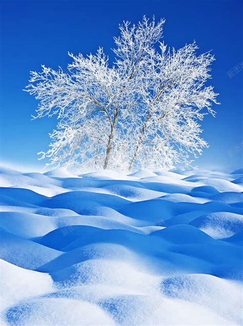 冬天雪地背景背景图片免费下载 素材7mivqpuqj 新图网