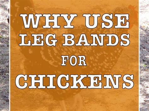 How To Use Leg Bands For Chickens