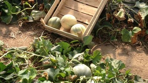 Culture De Melons à Seneffe Un Peu De Provence Chez Nous