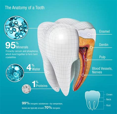 How To Strengthen Teeth Enamel Llrncare