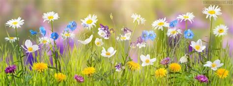 Sunny Spring Flowers Facebook Cover