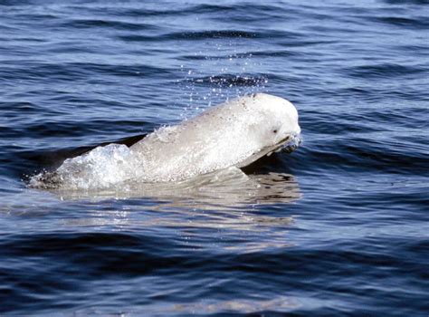 Alaskas Cook Inlet Beluga Whales Continue Decline Ocean Sentry