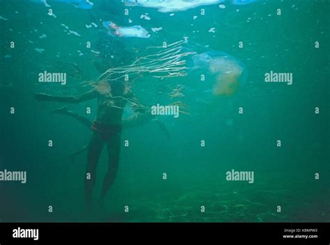 Box Jellyfish Chironex Fleckeri Floating Past Unsuspecting Swimmers