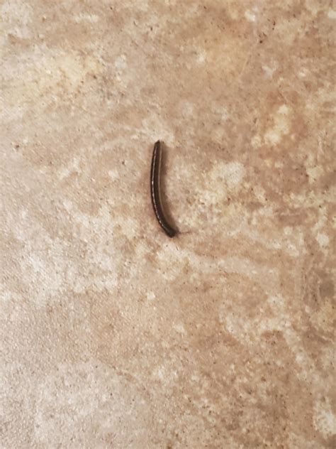 Black Worms With Antennae Found All Over House Are Millipedes All