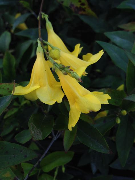 Carolina Jasmine Fragrant Swamp Jessamine Yellow Spring Flowering Vine
