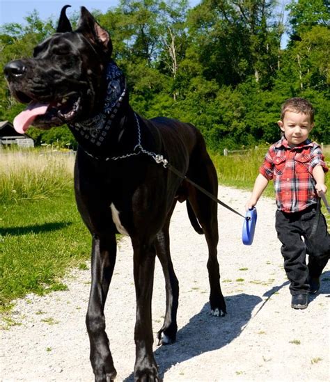 12 Things They Dont Tell You About Great Danes