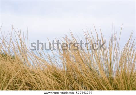 Seaside Green Grasses Stock Photo 579443779 Shutterstock