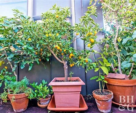 Your Guide To Growing Fruits In Your Garden Grow Fruit Indoors