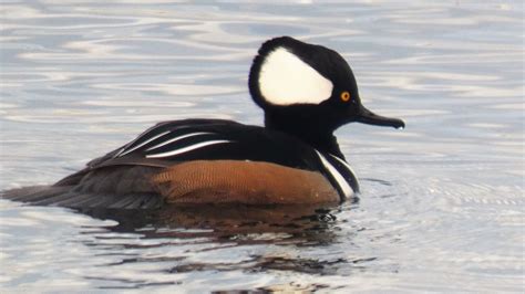 Geotrippers California Birds A Spectacular Duck Hooded Mergansers At