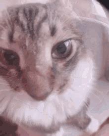 Cats GIF Cats Discover And Share GIFs