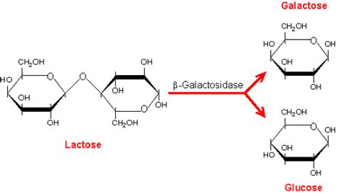 Galactose Formula Properties Structure And Uses